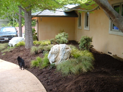 Home in Saratoga, Ca with landscaping transformed with a boulder surrounded by Carex commasm Acrous gramineus an Pieris Japonica plants in fresh soil.