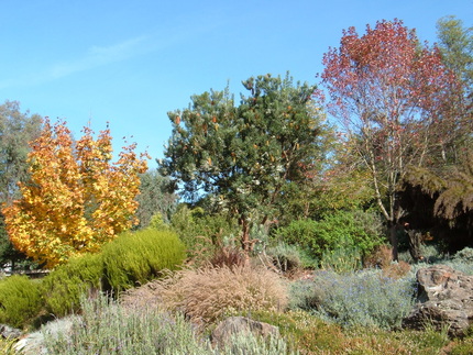 Trees with green, red and orange leaves.