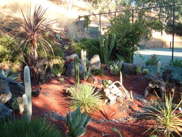 Lawn replaced with xeriscape landscaping.