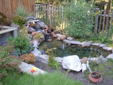 Backyard pond, waterfall, fence and rock with small trees, plants and flowers.