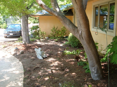 Home in Saratoga, CA, side yard as a mess of dirt and weeds with concrete walkway.