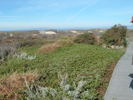 Coastal dune erosion control.