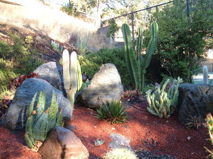 Low water use xeriscape with rock, cactus, stones and year round green trees.