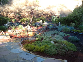 Xeriscape landscape after featuring cacti and succulents.